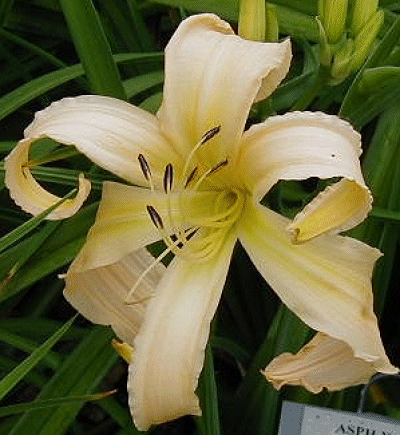 Photo of JINGLO JANGLE